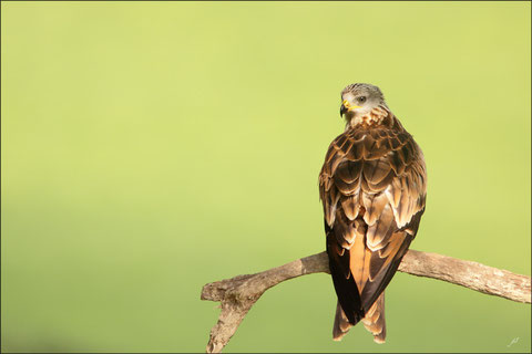 30 juillet  2011  Massif des Arbailles - 64        Milan royal  (Milvus milvus)  Vautour percnoptère  (Neophron percnopterus)  Pie bavarde  (Pica pica) ©JLS