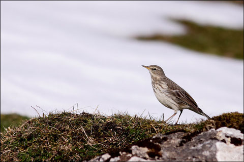 Dimanche 03 février 2013  Massif des Arbailles - 64     Vautour fauve et Pipit spioncelle  (Gyps fulvus)  (Anthus spinoletta) ©JLS