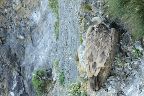 Samedi 21 août 2010  Vallée d' Aspe - 64  Vautours fauves   (Gyps fulvus)   Le reposoir   ©JLS