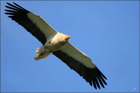 Vautour Percnoptère © JlS