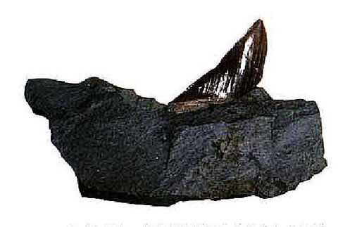 写真-5.1 ベントナイトと一緒に掘り出されたサメの歯の化石