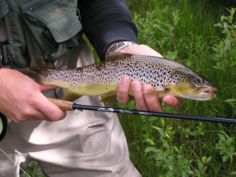 Wilde Fische in wildem Wasser.