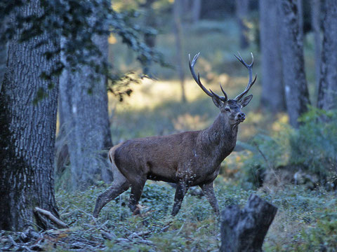 le poids d'un cerf adulte peut dépasser 200kg