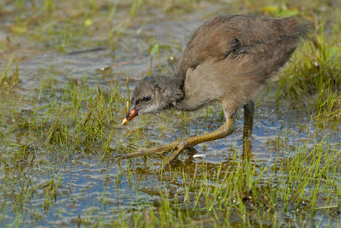 jeune poule d'eau