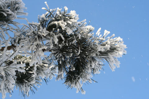 Bild Tannen Ast im Winter mit Schnee