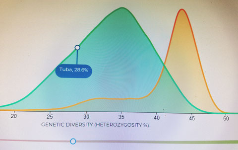 Tuba, 28,6%, leicht besser als der Durchschnitts-Kromfohrländer (reinrassig)