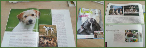 Diese Ausgabe des Schweizer Hundemagazines berichtet im Rahmen der Artikelserie zum Thema Populationsgenetik auch über das Einkreuzprojekt des VRK. Lesenswert!