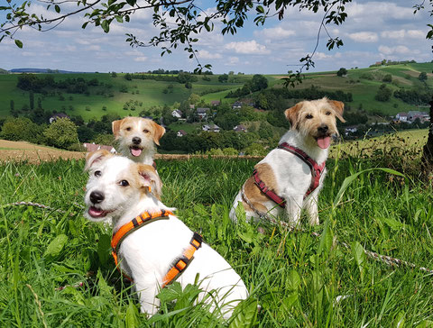 Das Chirsgarten Team im September 2020 - Alva, Candis und Wurzel