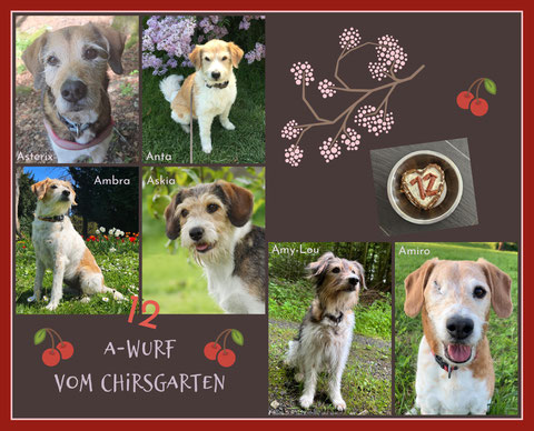 Kromfohrländer Chirsgarten VRK Einkreuzprojekt