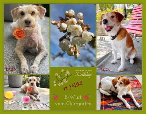 Der B-Wurf vom Chirsgarten feiert den elften Geburtstag!