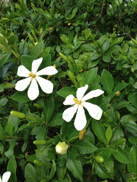 クチナシ　香りのする花を咲かせる植物の王様