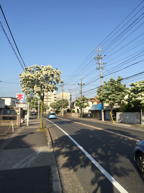 見慣れた風景も花が咲くと一変する やはり日本の五月は良い季節だ