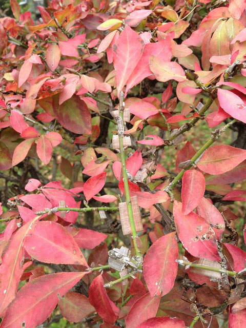 これだけは植えたい】紅葉の素晴らしい庭木ベスト5 2014-11-26