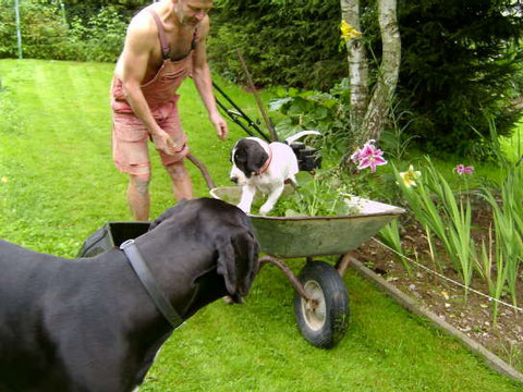 Harley und Buzz bei der Gartenarbeit