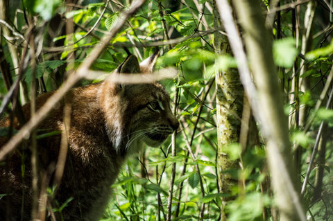 Luchs im Schweinfurter Wildpark