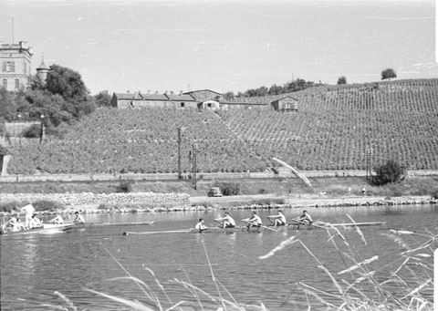 Ruderer auf dem Main, im Hintergrund Weinberge mit Peterstirn 1952