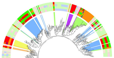 Partial view of the gene tree with the amino-acid / nucleotide recognition code described in Camas et al. (2010).