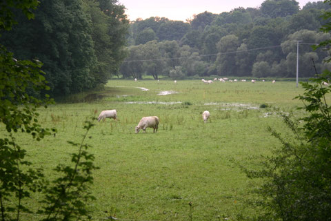 Schüttung verursacht sofort die Überschwemmung der Siechwiesen - 26.07.2017 W. Malek (ein Schwarzstorch war in der Bildmitte auf Nahrungssuche !!!)