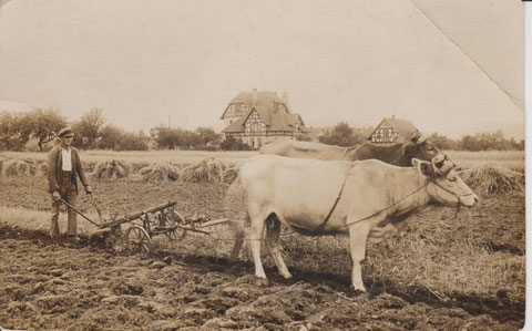 Haus der Perlets in Obermaßfeld mit Ochsenpflug von Dr.H.Frank