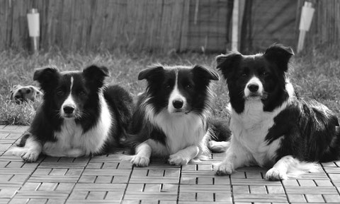 Lexi, Eve & Shiva