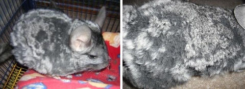 que pasa si una chinchilla se moja