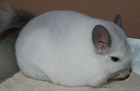 Copito. De Chinchillas Irene
