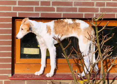 Ob Jore Zaga wohl die Fenster putzen will ? 