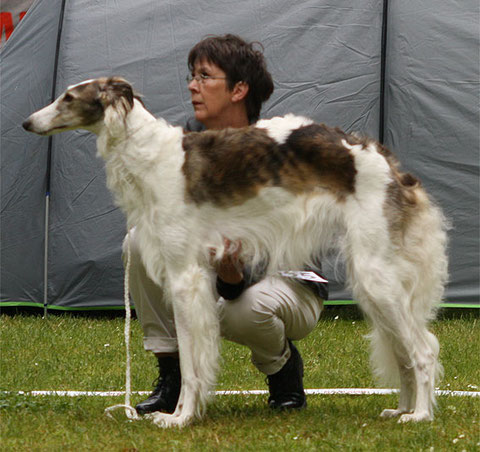 Gloria in der Jugendklasse mit SG 3     Foto: European Borzoi