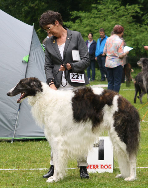 Orpheus in der Offenen Klasse mit V1 VDH CAC    Foto: copyright European Borzoi