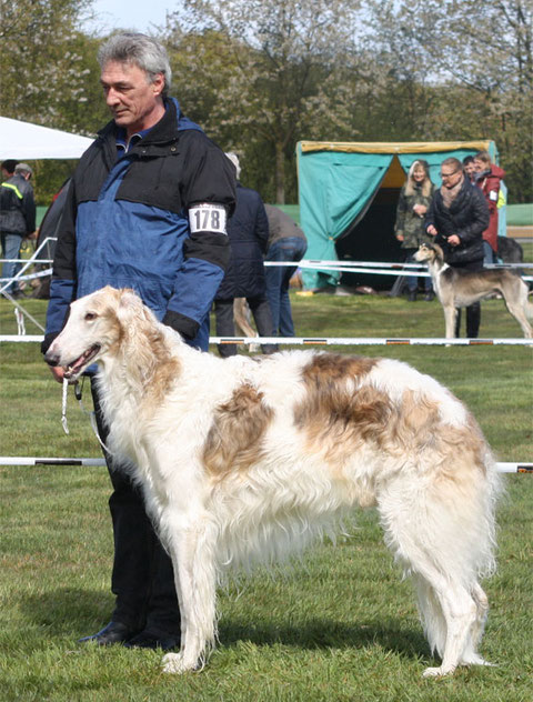 Ishim in der Offenen Klasse mit V    Fotos: European Borzoi