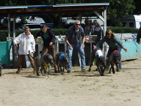 Deerhounds - hand gestartet