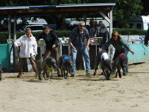 Deerhounds - hand gestartet 