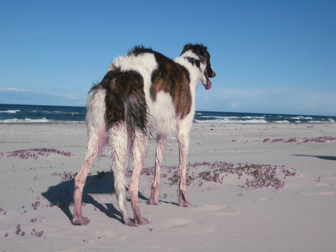 Iveta an einem endlos langen Strand in Dänemark