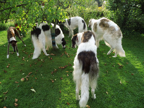 Das "Pack" inspiziert den Garten.