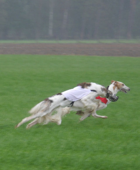 Gloria (Burya Baranowskij) auf Platz 5 ( 12 Hündinnen am Start)