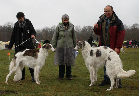 ... und Gloria ist mit V1 JgdVDH, JgdCAC  Landesjugendsiegerin Weser-Ems 2016 ... hat sie toll gemacht, die Kleene        Foto:copyright European Borzoi