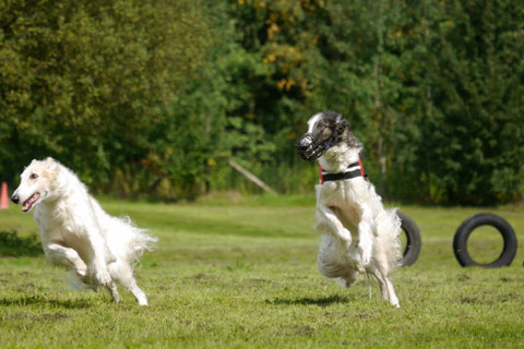 Coursing oder Syncron-Ballet?