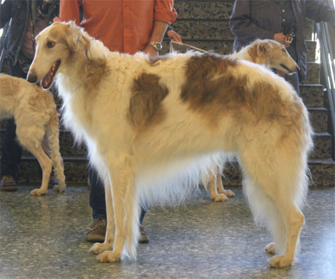 Foto copyright European Borzoi