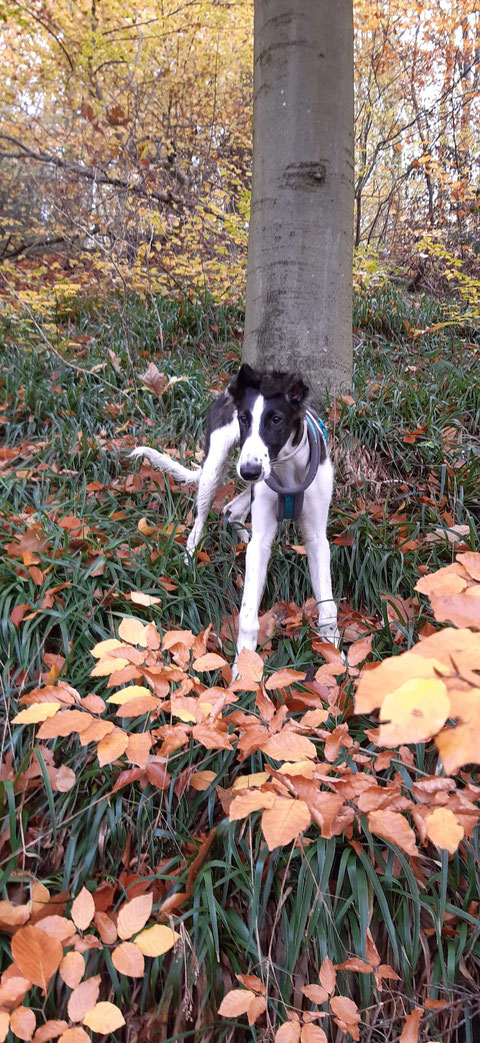 Auf einem schönen Herbstspaziergang