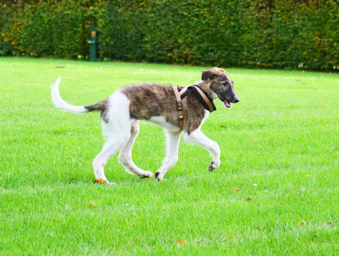 Jean Luc mit 14 Wochen