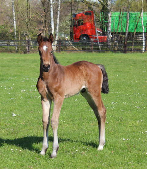 Cassida von Cornet Obolensky x Cassini I aus 2017
