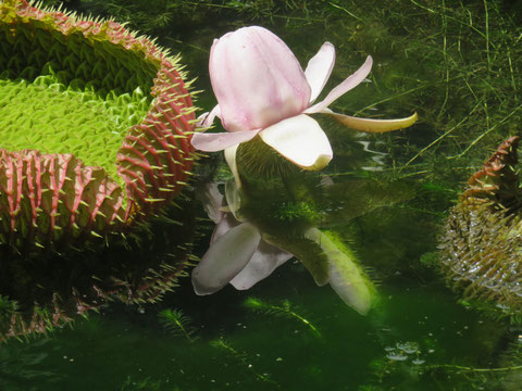 Die Blüte der Wasserlilie "lebt" in nur einem Tag, morgens zeigt sie sich noch weiß, am Abend lila, kurz vor ihrem vergehen.