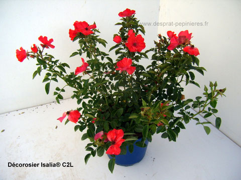 Producteurs Décorosiers et Rosiers