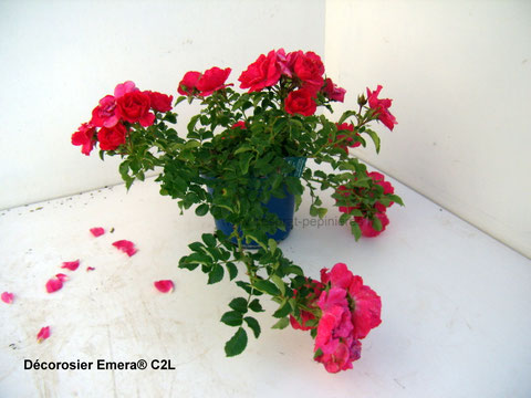 Producteurs Décorosiers et Rosiers