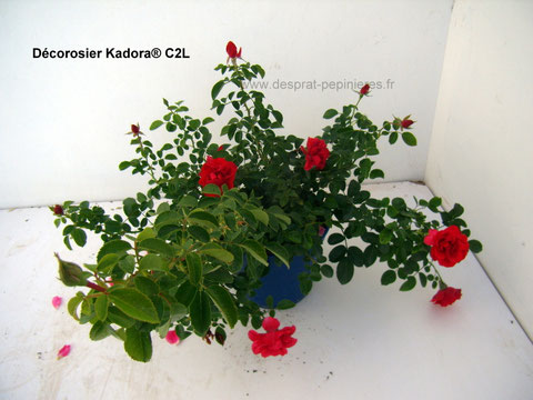 Producteurs Décorosiers et Rosiers
