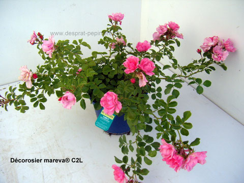Producteurs Décorosiers et Rosiers