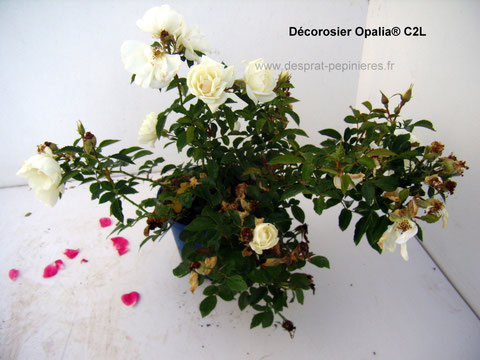 Producteurs Décorosiers et Rosiers
