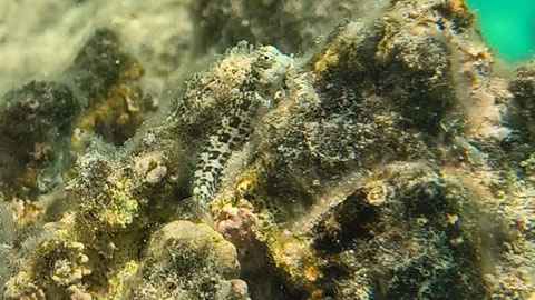Segelflossen-Schleimfisch Petroscirtes mitratus Nr 125-07