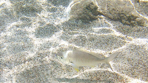 Blauschuppen-Strassenkehrer, auch Langnasen-Straßenkehrer Lethrinus nebulosus - https://www.meerwasser-lexikon.de/tiere/3167_Lethrinus_nebulosus.htm
