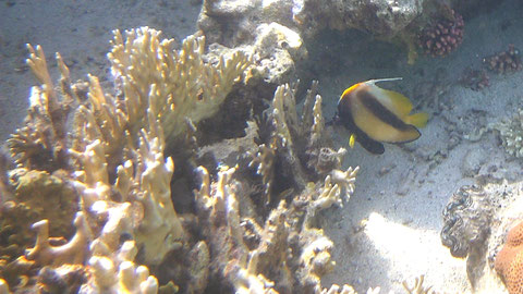 Rotmeer Wimpelfisch Heniochus acuminatus - https://www.meerwasser-lexikon.de/tiere/40_Heniochus_acuminatus.htm